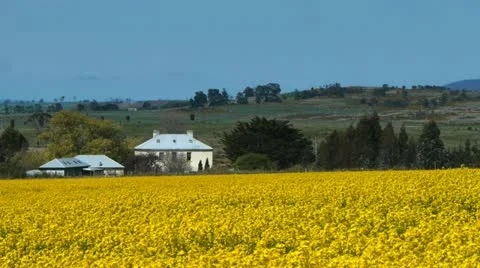 Canola field and house Stock Footage