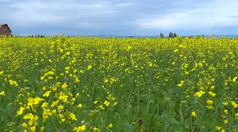 Canola Field with Barn 스톡 동영상 11286749