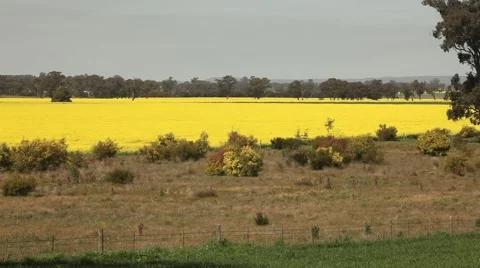 Canola field in bloom 2 Stock-Footage 45157754