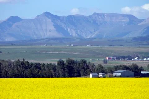 Canola Field In Bloom Alberta Photos