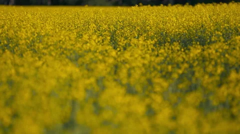 Canola field in bloom. Stock Footage 67641556