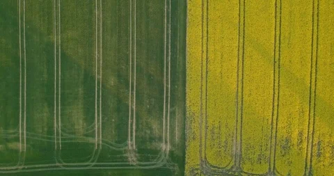 Canola field in bloom spring scene yellow saturated aerial top down Stock Footage 89808848