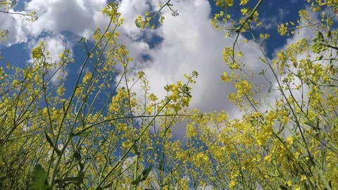 Canola field. Bottom view. Stock Footage