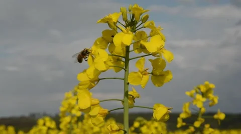 Canola field with busy bee. Stock Footage 44641381