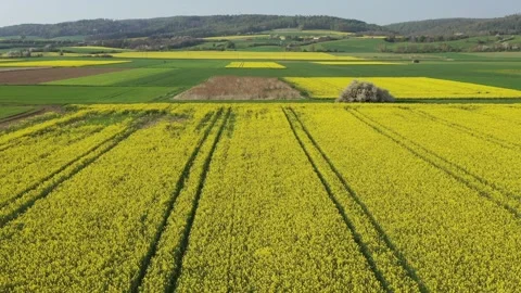 Canola  field in the country Stock Footage 188564228