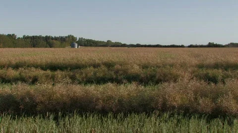 Canola Field Stock Footage 527589