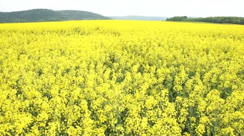Canola field Stock Footage 7746489