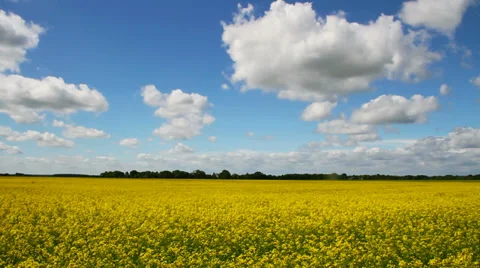 Canola field. Stockbeeldmateriaal 27265384