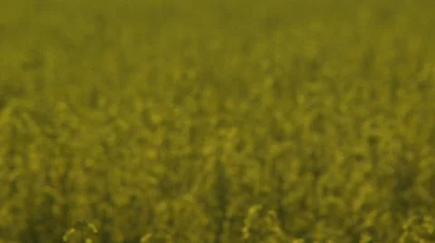 Canola Field Stock Footage 30313912