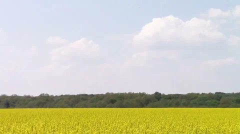 Canola field Stock-Footage 49703035