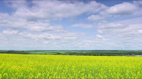 Canola field Stock Footage 50552085