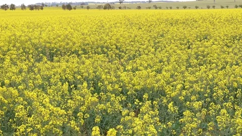 Canola Field Stock Footage 81934645
