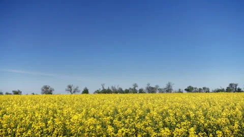 Canola field Stock Footage 107980311