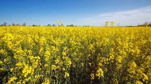 Canola field Stock Footage 107980444
