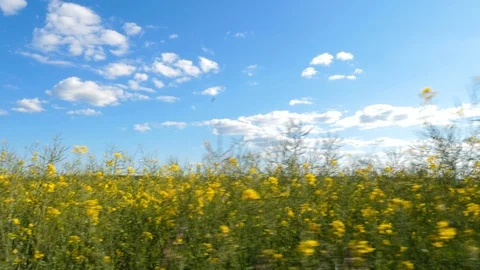 Canola field Видео 108067147