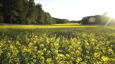Canola field Stock-Footage 109628761