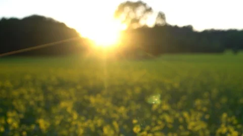 Canola field Vídeo Stock 109631169