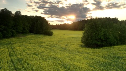 Canola field Vidéo 109632116
