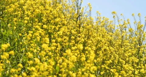 Canola field. Stock Footage 118743502