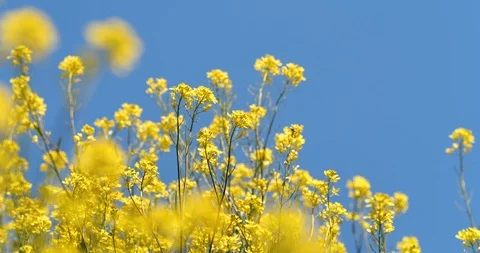 Canola field Video stock 120761211
