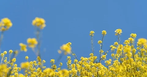 Canola field Stock Footage 122267643