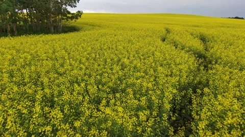 Canola Field Stock Footage 201433269