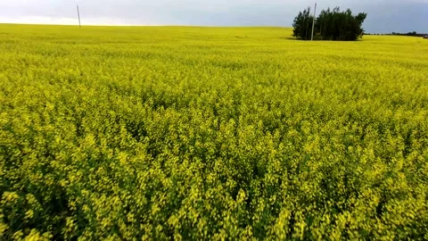 Canola Field Stock Footage 201433364