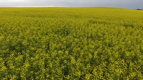 Canola Field Stock Footage 201433614