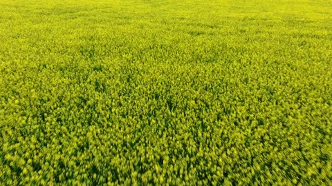 Canola Field Stock Footage 201433724