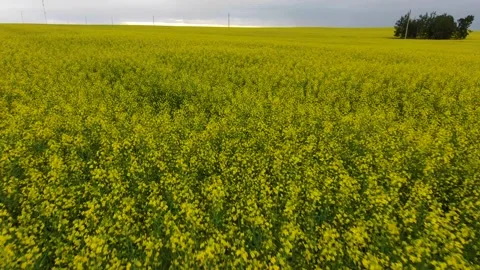 Canola Field Stock Footage 201434124