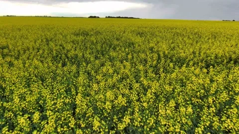 Canola Field Stock Footage 201434319