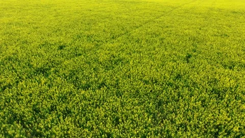Canola Field Stock Footage 201434320