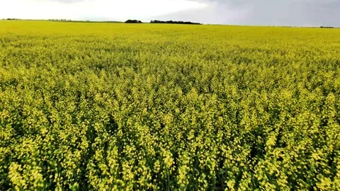 Canola Field Stock Footage 201434389