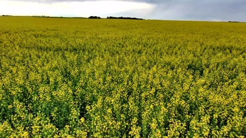 Canola Field Stock Footage 201434451