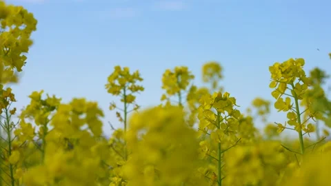 Canola field Stock Footage 260678868