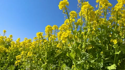 Canola field. Stock Footage 262126753