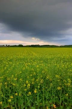 Canola field Stock Photos