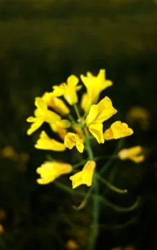 Canola field Stock-Fotos