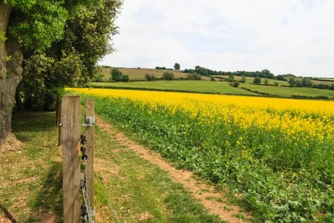 Canola Field Stock Photos