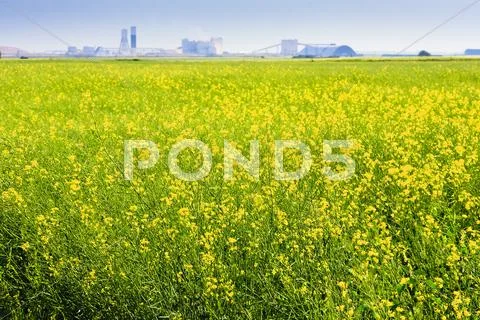 Canola Field on the Prairies Stock Photos