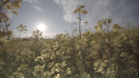 Canola field, Rape field 库存影片 87092140