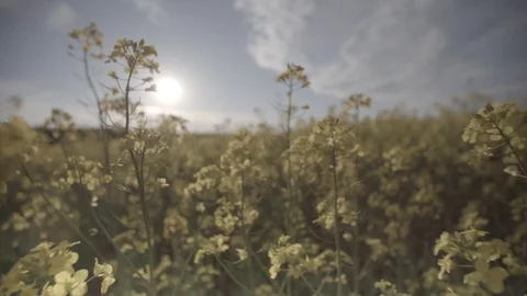 Canola field, Rape field Vidéo 87092154
