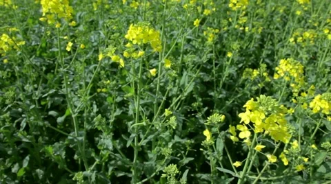 Canola field in spring and summer Stock Footage 10931480
