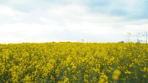 Canola field at sunset 4K Stock Footage