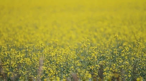 Canola field tight Stock Footage 5165541