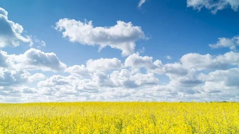 Canola field. Timelapse. Video stock 75513077
