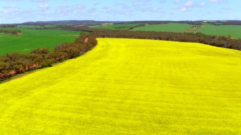 Canola fields 4k 스톡 동영상 77570078