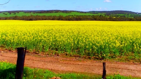 Canola fields 4k Stock Footage 77570551