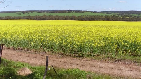 Canola fields 4k 스톡 동영상 77571444