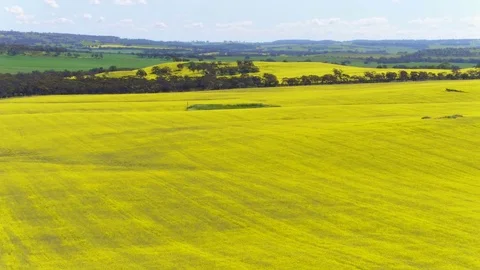Canola fields 4k 스톡 동영상 77572541